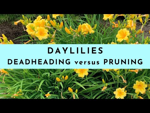 Video: Deadheading Lily Plants - Should You Deadhead Lily Flowers In The Garden