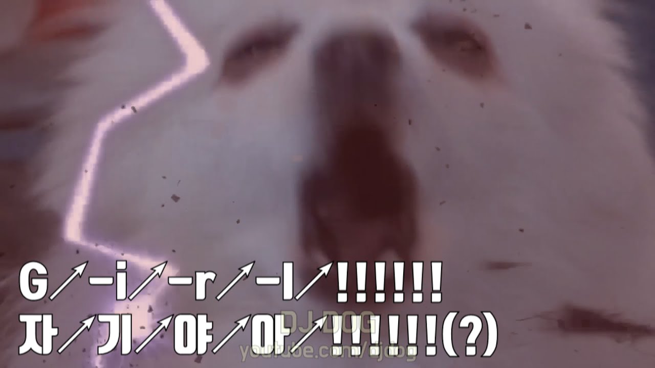 She's Gone (쉬즈곤) 강아지 리믹스 (Gabe the Dog Cover)