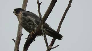 11/19/19 Adult Anatum Peregrine Falcon at Heritage Farm Kent Wa 7481-127 11/19/19 Adult Anatum Peregrine Falcon at Heritage Farm Kent Wa 7481-127