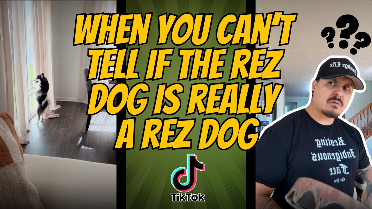 When You Can't Tell If The Rez Dog Is really A Rez Dog - YouTube