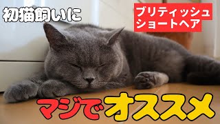 ブリティッシュショートヘアを初猫飼いにマジでオススメする理由British Shorthair direkomendasikan untuk pemilik kucing pertama kali