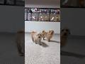 Let’s see what Low Riders we have at dog daycare!