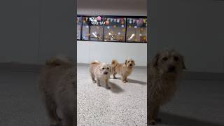 Let’s see what Low Riders we have at dog daycare!