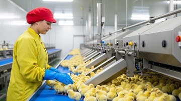 Inside a Modern Chicken Hatchery Factory: How Today’s Poultry Processing Works (Educational Tour)