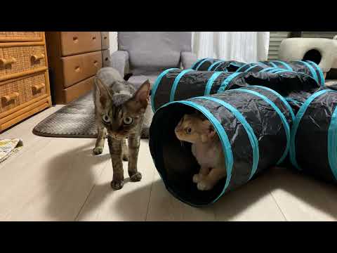 デボンレックス兄弟に新しいトンネルおもちゃをプレゼントしました(New cat tunnel for Devon Rex brothers)