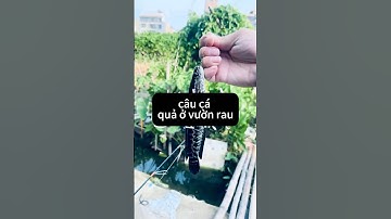 câu cá quả ở sau vườn #cauca #fishing #shorts #shortvideo