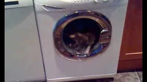 Video 1810371: maine coon cross