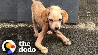 Download Lagu Sick Puppy Who Could Barely Walk Blossoms With Love | The Dodo MP3