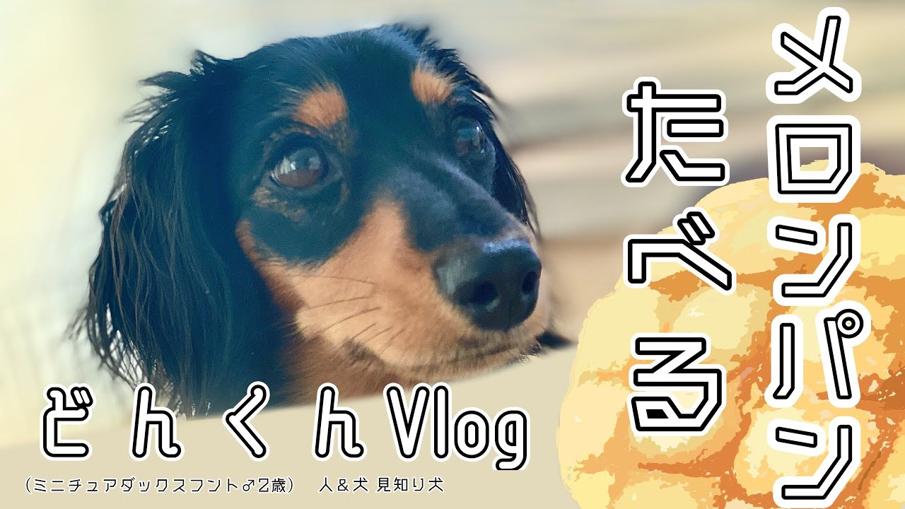 どんくん メロンパンを食べる Youtube
