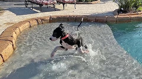 Puppy plays in the pool for the very first time #Shorts