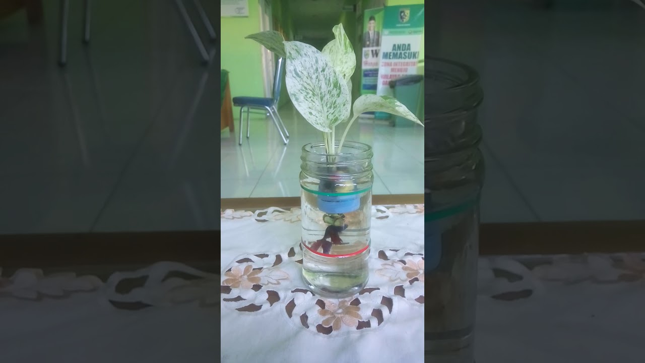 Aquarium botol  bekas  by gondrong YouTube