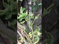 ทดลองให้อยู่กลางแดด #garden  #tomato