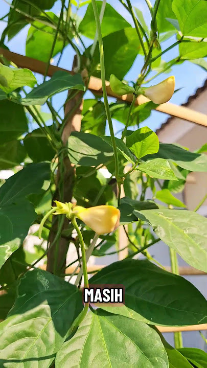 PANEN KACANG PANJANG UNTUK TAMBAHAN BIKIN PECEL SAYUR