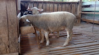 BORREGAS TRICROSS COM CRUZA POLL DORSET 