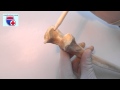 Анатомия локтевой кости (ulna) - meduniver.com