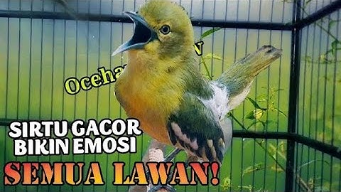 Teriakan keras sirtu ini apuh bikin EMOSI lawan//Sirtu gacor memangil lawan