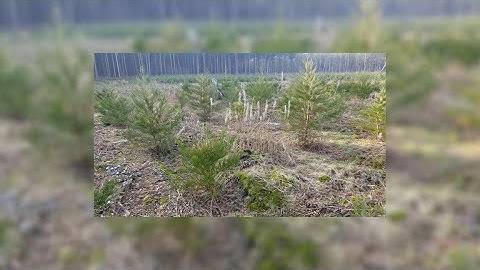 Alternative Timber Species For UK Forestry