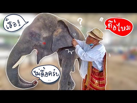 ร้ายนะพ่อ❗️ทำแบบนี้กับบัวได้ยังไง 💯एक हाथी,elephant