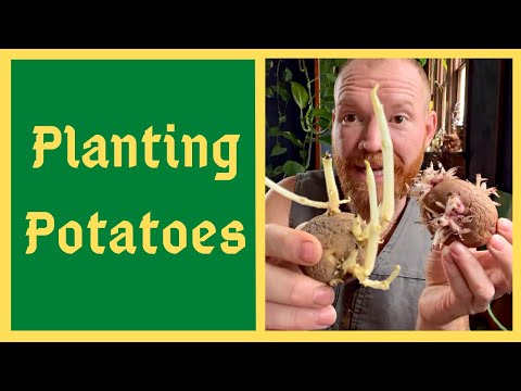 Video: Hvornår er chittede kartofler klar til at plante?