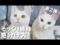 そっくりオッドアイ姉妹 猫の見分け方 第2弾