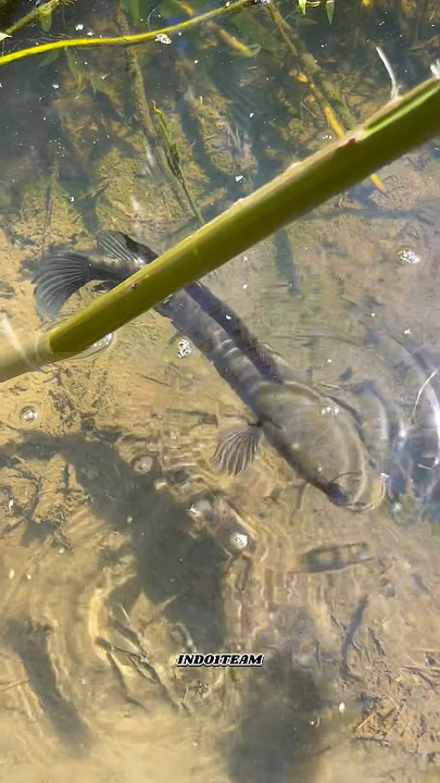 Install fish traps in the swamps of the rumpia forest #chana