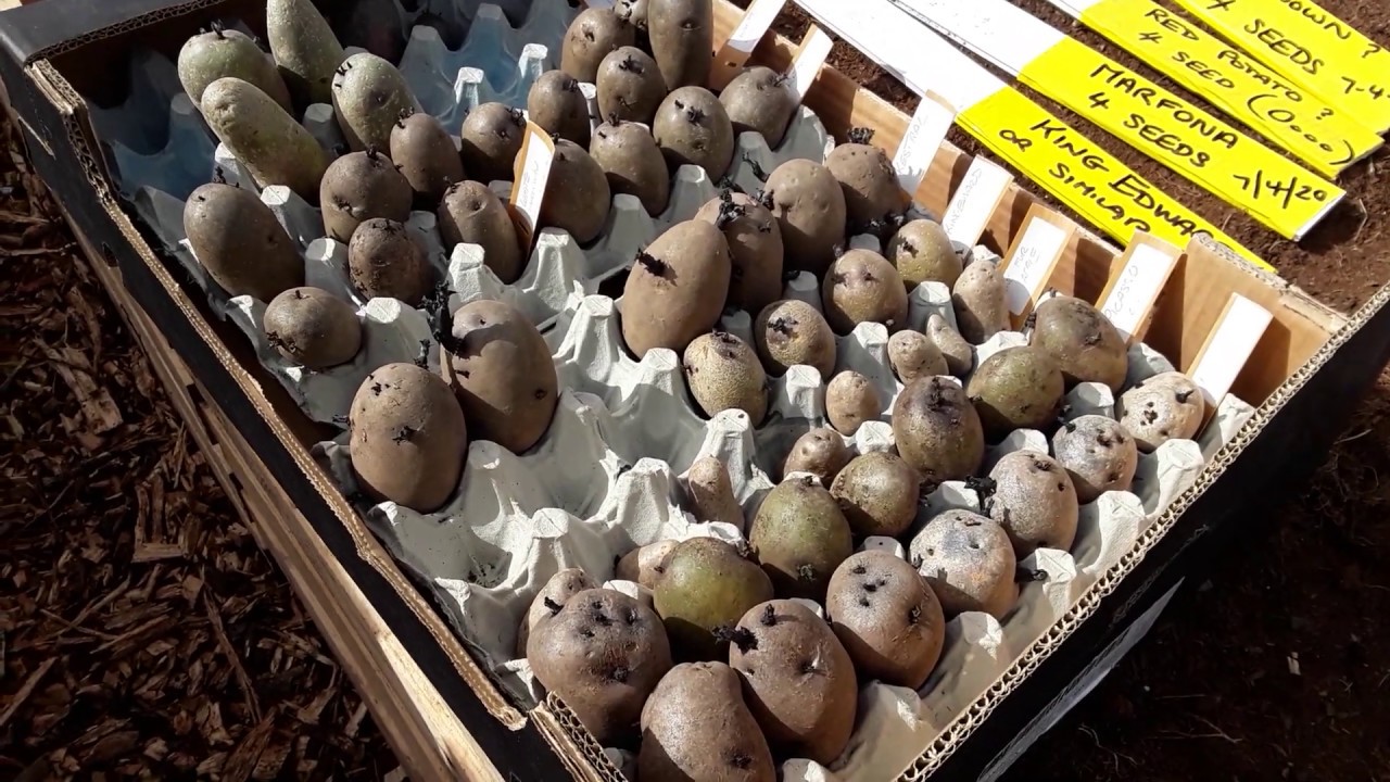 Bumble Bee v Slug Guess Who Wins & I Started To Plant My Potatoes  (Part 1 of 2)