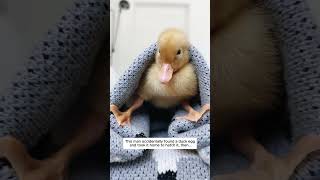 This man accidentally found a duck egg and took it home to hatch it, then..