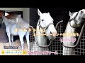 娘のG1制覇を父ゴールドシップへ報告リベンジ