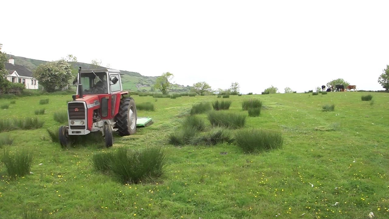 Massey Ferguson 590  & Grass Topper Cutting Rushes