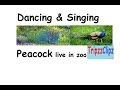 Rare amazing sight of dancing and singing peacock live in ormanjhi ranchi zoo