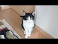 玄関開ける2秒前のにゃんこ～Cat Say "have a good day at work."～