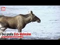 TV-Tradition in Schweden, Diese Elche begeistern Millionen!