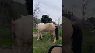 caballo orinando #caballos #caballo #horse #horses #piseiro