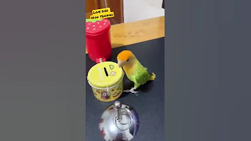Love Bird High Training طائر روز اوبلاين مدرب تدريب ممتاز 