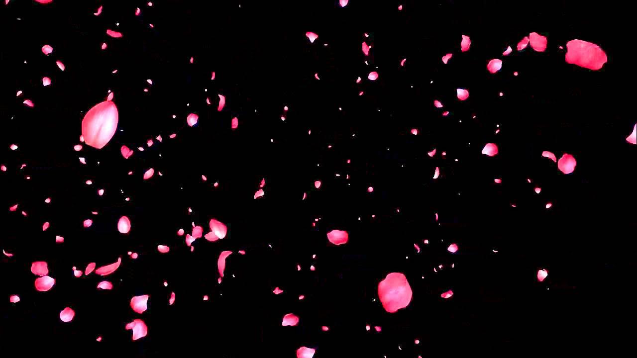 Хромакей лепестки падают. Хромакей лепестки падают. Футаж лепестки. Хромакей лепестки роз. Футаж лепестки.