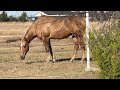 Mineral Block vs Salt For Horses - Why Have Both? -  Horse Using Their Nose To Find Food