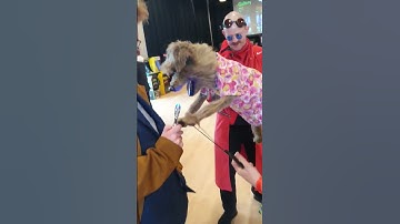 Hacker T Dog with 10th Doctor 😂