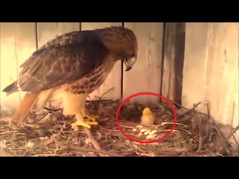 Video: Barred Rock tavukları ne tür yumurtalar yumurtlar?