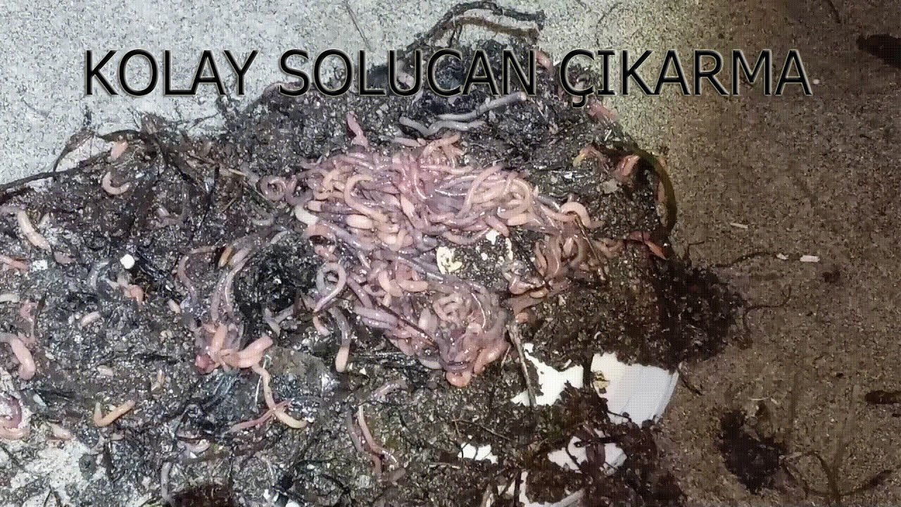 Kum Solucanı Nasıl ve Nerelerden Çıkarılır?