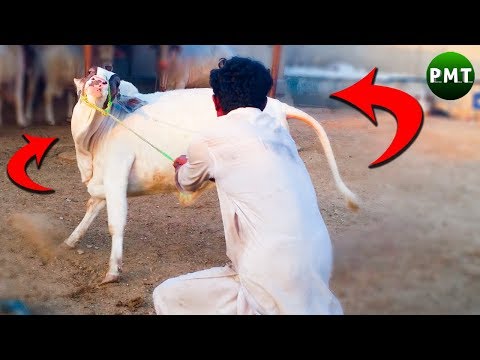 active-like-rocket!-cows-for-sale-at-hasnain-cattle-farm-|-bakra-eid-2019-|-qurbani-cows-for-sale
