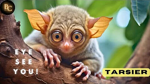 Tarsiers|Big Eyes, Bigger Leaps|Tarsier vs Bugs