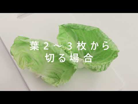 【初心者向け】キャベツの千切り・その1 ～葉2-3枚から切る場合～【切り方ずかん】