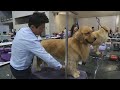 MAIOR FESTIVAL DESTINADO AOS CÃES INICIA NA TAILÂNDIA.