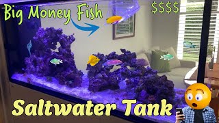 Expensive Saltwater Fish 🤩 by Aquarium Service Tech 3,439 views 2 months ago 11 minutes, 2 seconds