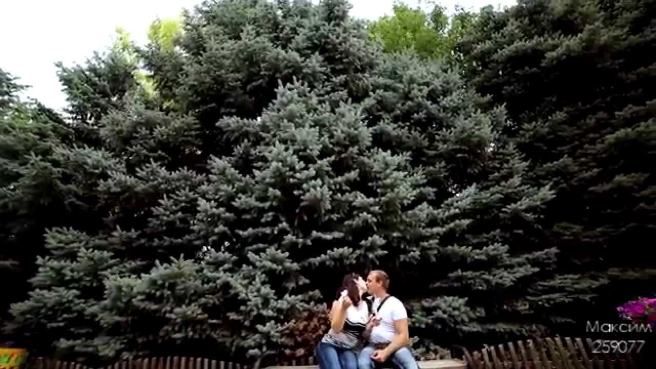Катя и костя грибковы 2024