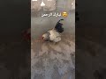 ديك البراهما #chiken #ferme #مزرعة #birds #طيور #birdsounds #الجزائر #مصر #ديك #تربية_الدجاج #fyp