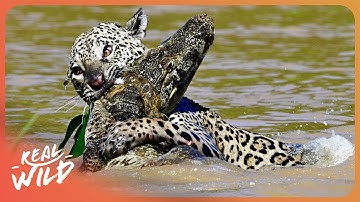 JAGUAR VS PREY | King Of The Jungle | 4K