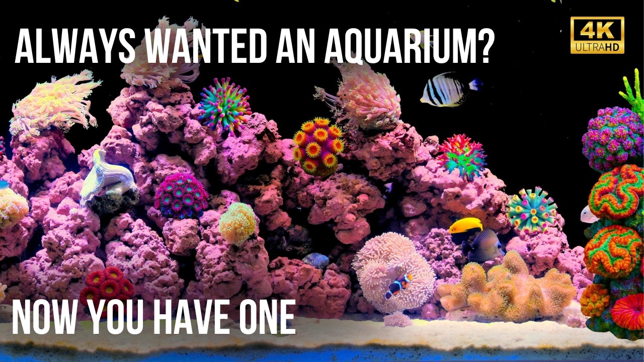 🧘‍♂️ Уютный Аквариум на 12 Часов | Текущая Вода и Элегантные Рыбы в 4K