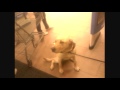 Guide Dog Work At Work