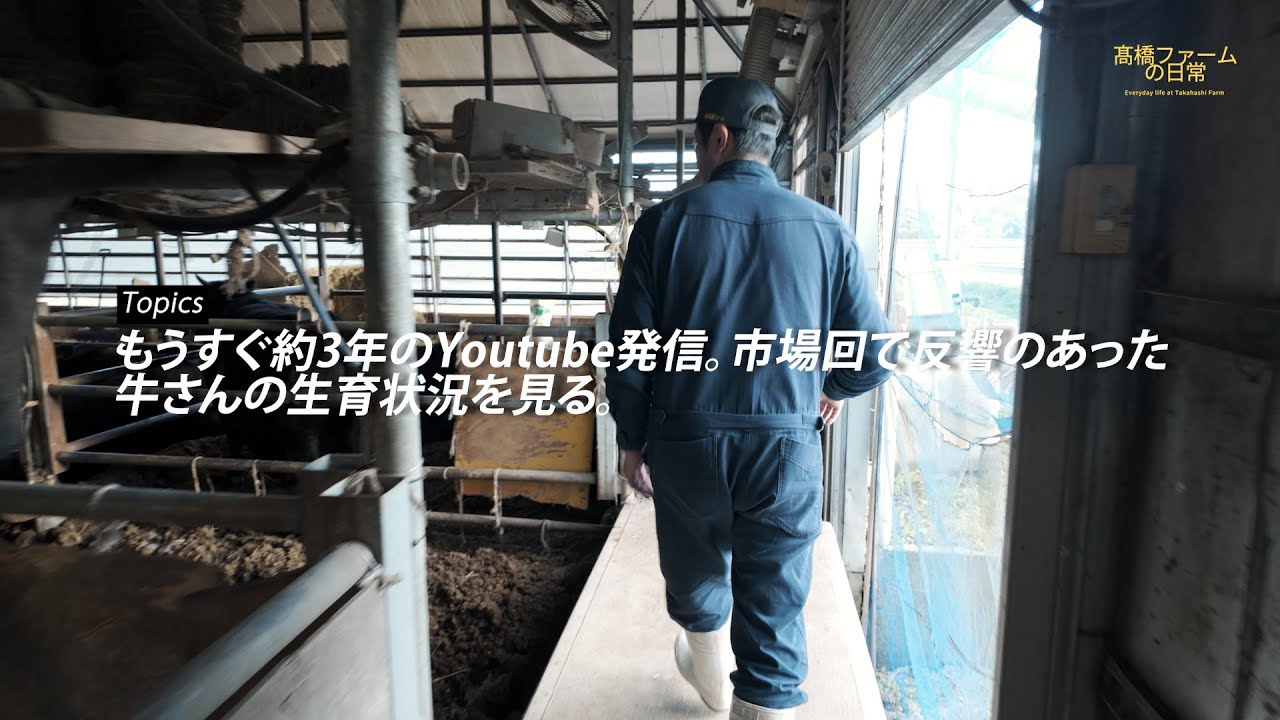 牛さんの生育状況を見る。「髙橋ファーム」の日常 #96